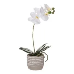 Rogue Butterfly Orchid Etched Pot 36 Cm White