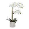 Rogue Butterfly Orchid In Ceramic Pot -Deals Bedding Store SP 609301