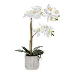 Rogue Butterfly Orchid In Ceramic Pot