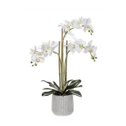 Rogue White Orchid In Ceramic Pot
