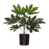 Rogue Aralia Plant In Garden Pot -Deals Bedding Store SP 614063