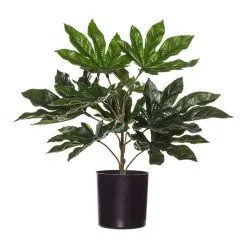 Rogue Aralia Plant In Garden Pot