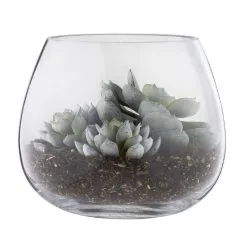 Rogue Lotus Echeveria Vase 18cm