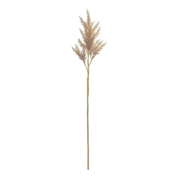 Rogue Astilbe Stem Brown 16 X 14x 82cm 3 Rogue Astilbe Stem Brown 16 X 14x 82cm