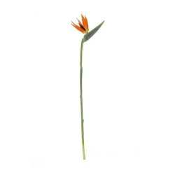 Rogue Bird Of Paradise Stem Orange 25 X 10 X 100 Cm