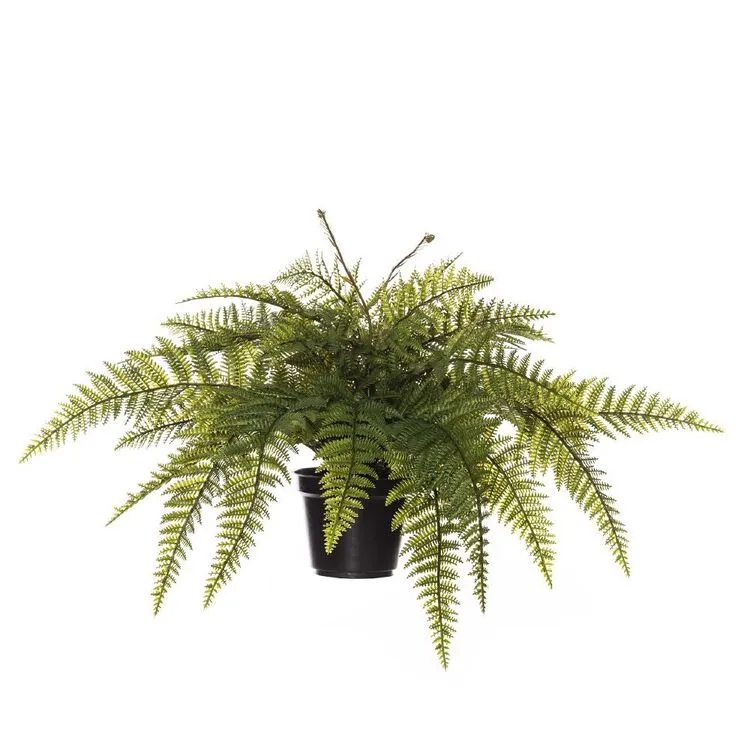 Rogue Ruffle Fern Pot 70x70x40cm 3 Rogue Ruffle Fern Pot 70x70x40cm