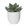Rogue Echeveria Orson Pot -Deals Bedding Store SP 632531