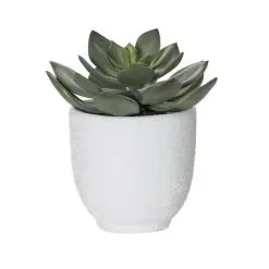 Rogue Echeveria Orson Pot
