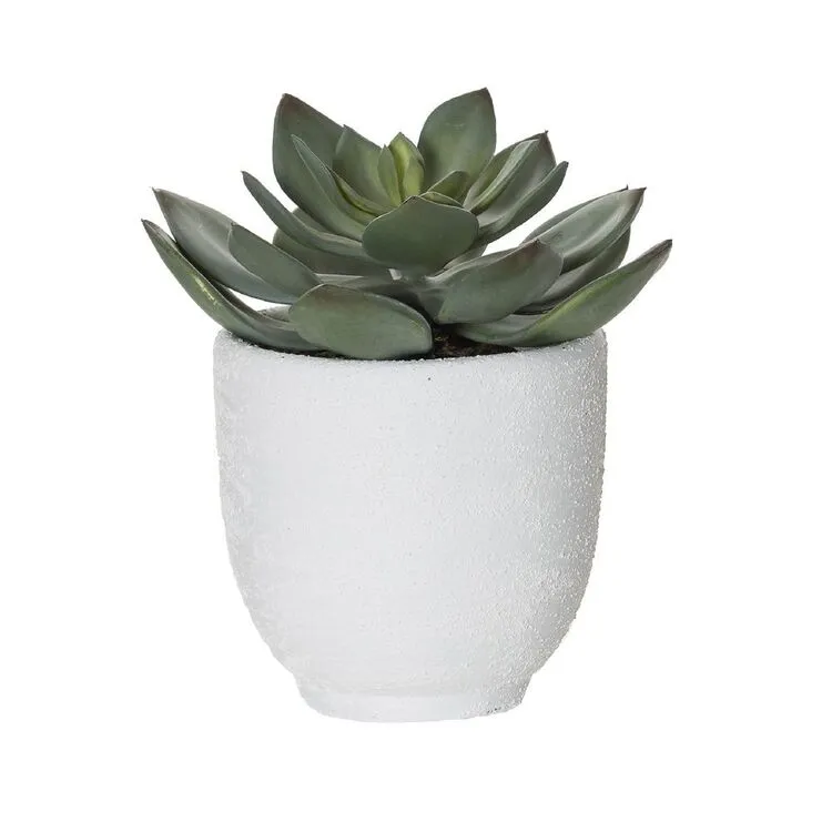 Rogue Echeveria Orson Pot 3 Rogue Echeveria Orson Pot