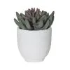 Rogue Spikey Echeveria Orson Pot 2 Rogue Spikey Echeveria Orson Pot -Deals Bedding Store SP 632533