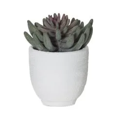 Rogue Spikey Echeveria Orson Pot
