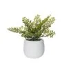 Rogue Maiden Hair Fern Tub Pot 2 Rogue Maiden Hair Fern Tub Pot -Deals Bedding Store SP 632535