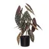 Rogue Spotted Begonia Plant Pot 50cm