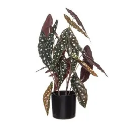 Rogue Spotted Begonia Plant Pot 50cm
