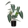 Rogue Alocasia Plant Pot -Deals Bedding Store SP 632543