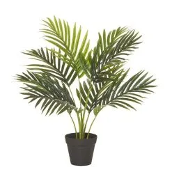Rogue Areca Palm Pot 50x55cm