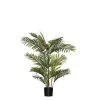 Rogue Cane Palm 80x60x90cm