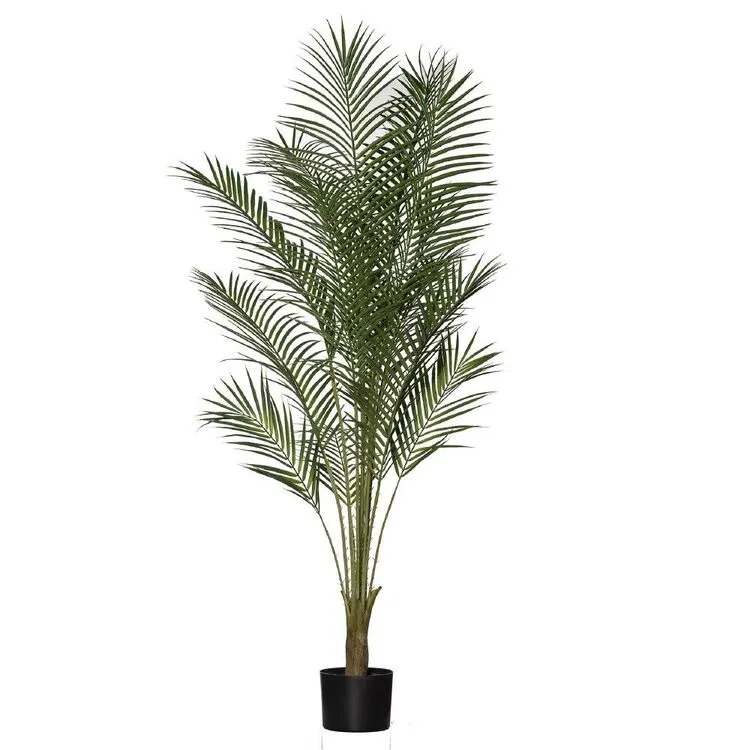 Rogue Areca Palm 150cm 3 Rogue Areca Palm 150cm